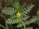 Tribulus Terrestris